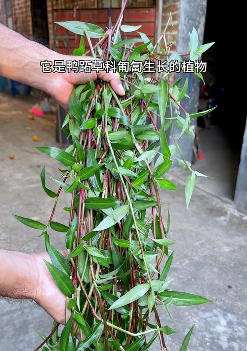 竹叶菜花语有何特别含义？