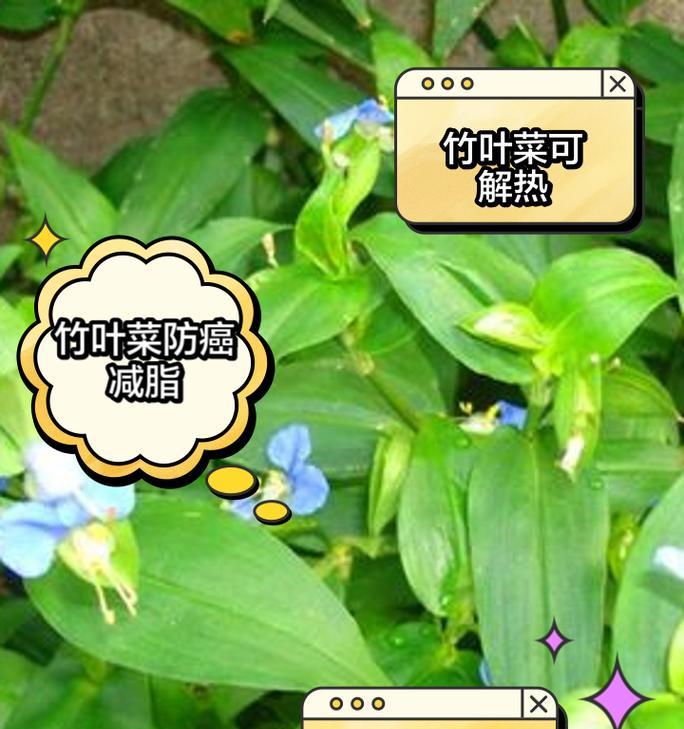 竹叶菜花语有何特别含义？