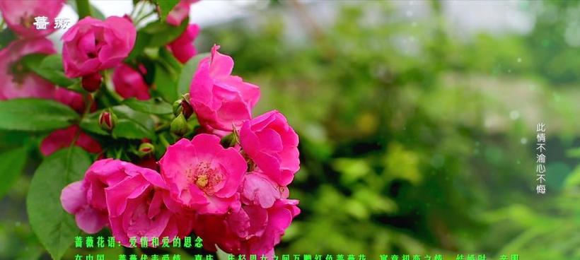 哪种花语最能描述爱情？
