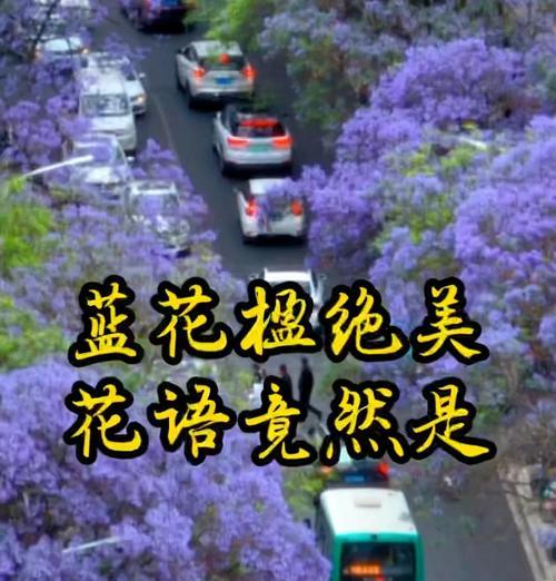 哪种花语最能描述爱情？