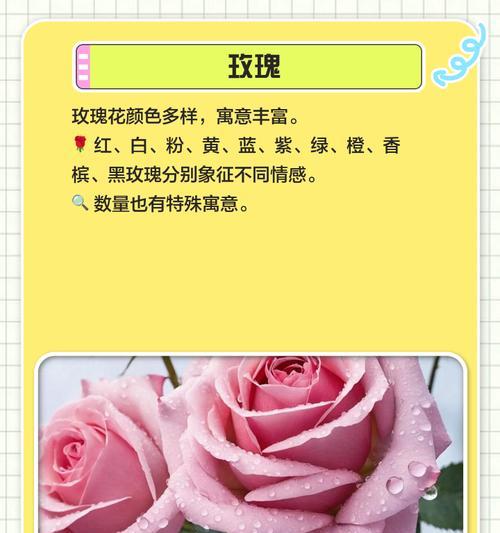 怀念姥姥时选择哪种花语最合适？