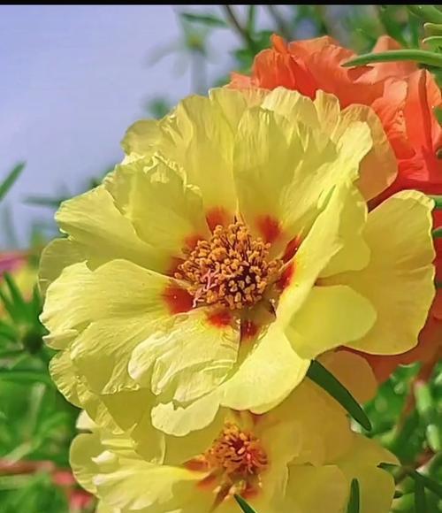 哪种花象征自信的能量？它的花语有何深意？