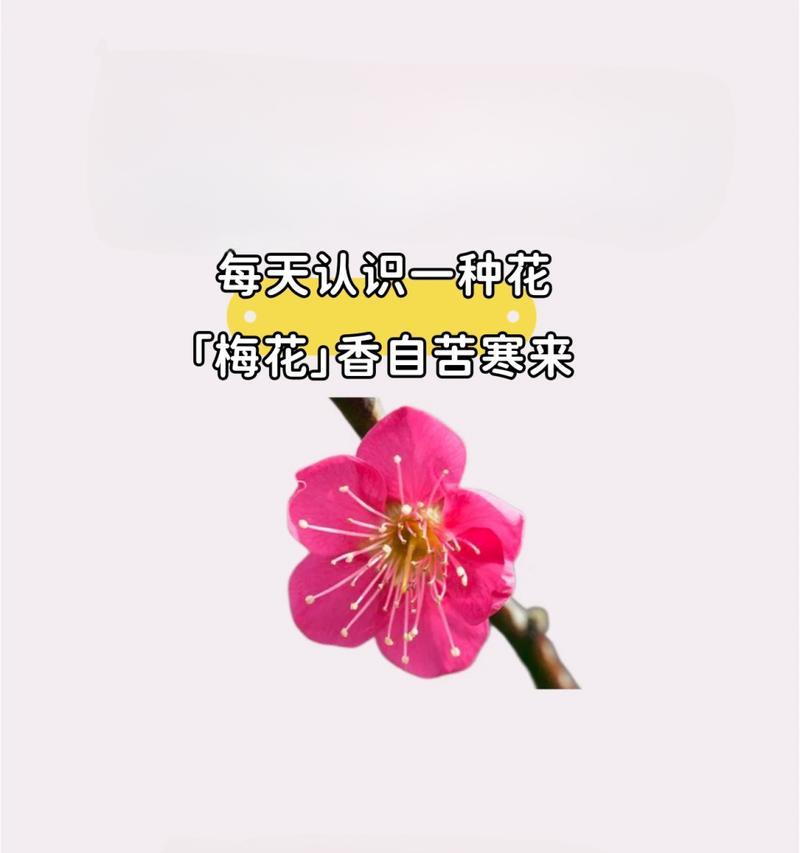 温柔坚强优秀的花语代表什么？如何表达？