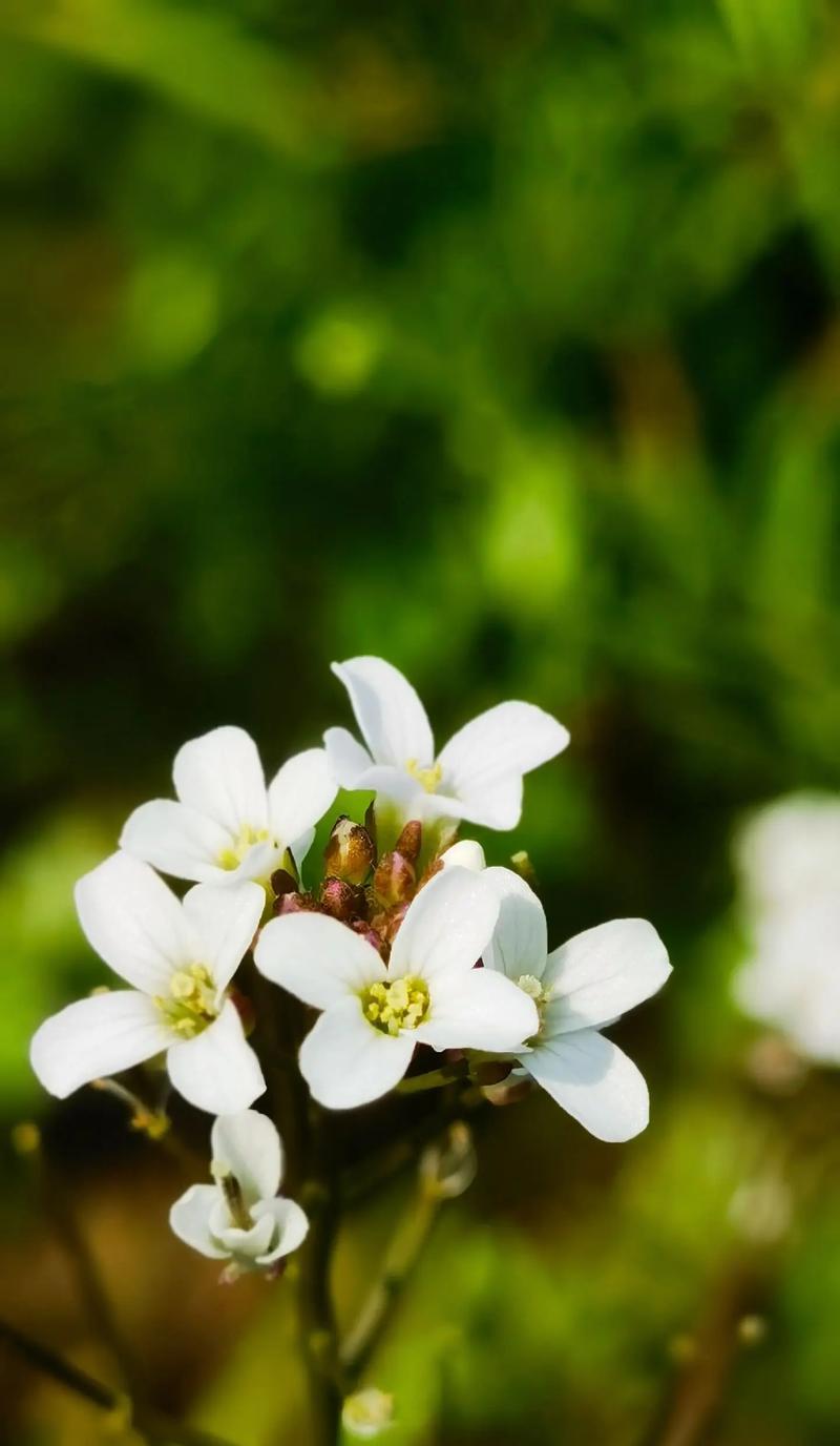 温柔坚强优秀的花语代表什么？如何表达？