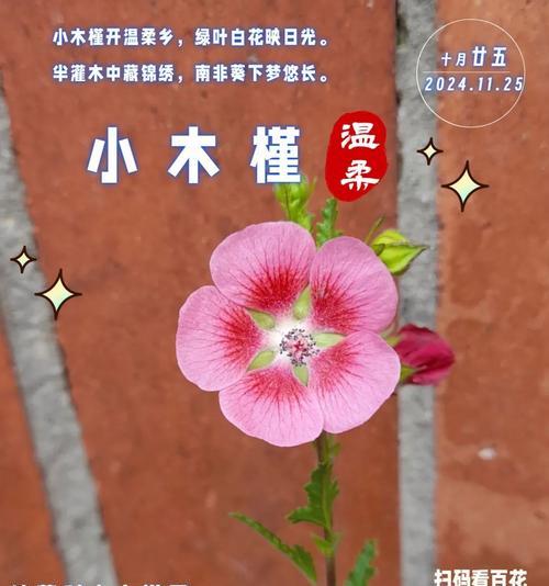 温柔坚强优秀的花语代表什么？如何表达？