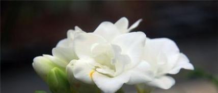 哪种花的花语代表不讲信用？
