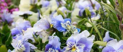 哪种花的花语代表不讲信用？