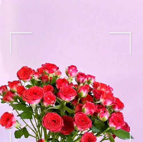 巧克力花语代表了怎样的情感？