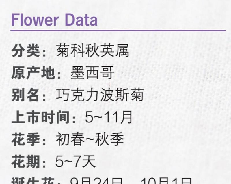 巧克力花语代表了怎样的情感？