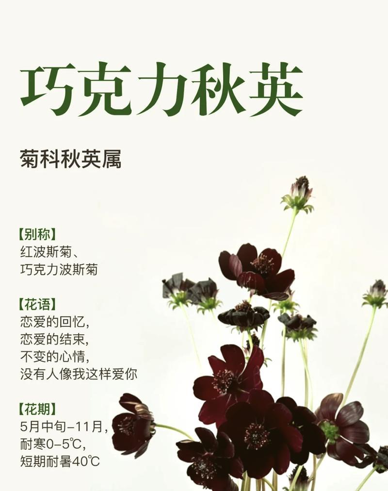 巧克力花语代表了怎样的情感？