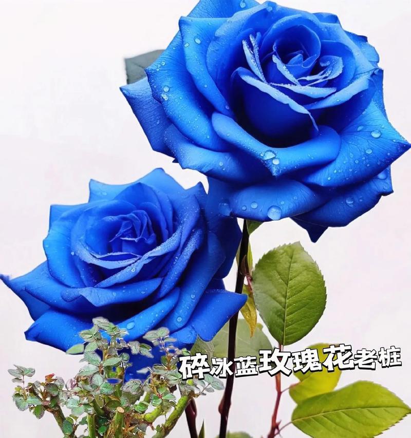 夏威夷玫瑰花的寓意是什么？