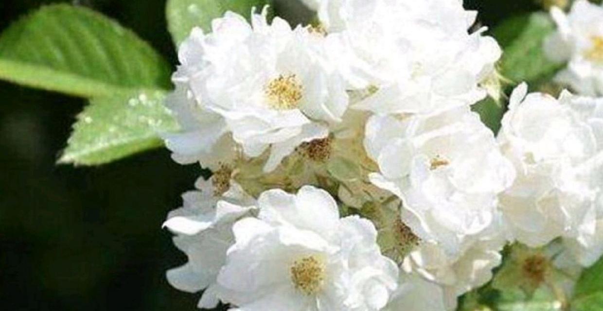 荼靡花的花语有何深意？如何解释其含义？