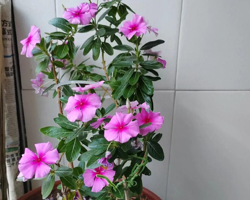 四季梅花的花语及寓意是什么？四季梅花在花语中象征着什么？