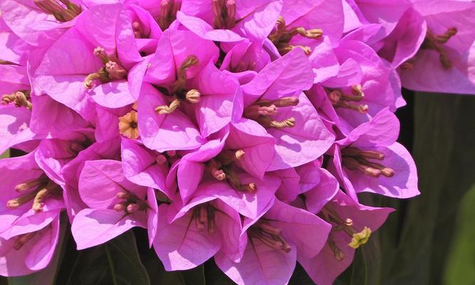 四季梅花的花语及寓意是什么？四季梅花在花语中象征着什么？