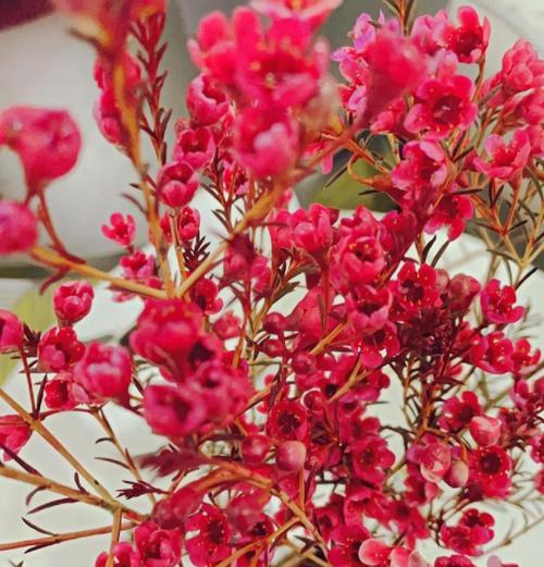 四季梅花的花语及寓意是什么？四季梅花在花语中象征着什么？