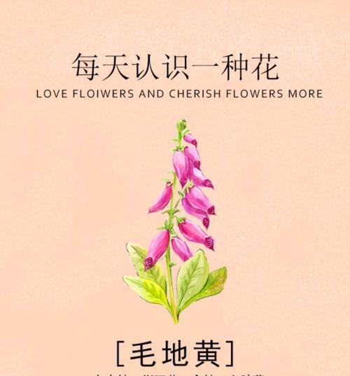 这些小花的名字和花语你知道吗？