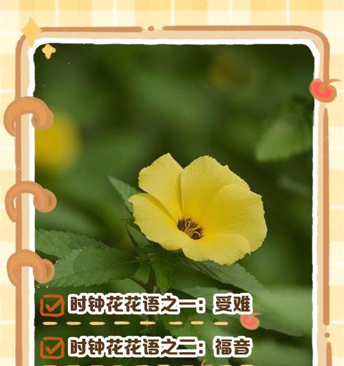 这些小花的名字和花语你知道吗？