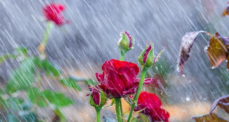 风雨中的红色玫瑰花代表什么？它传递了哪些情感？