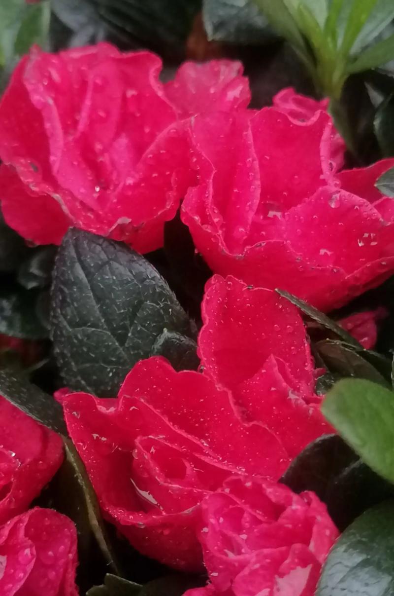 风雨中的红色玫瑰花代表什么？它传递了哪些情感？