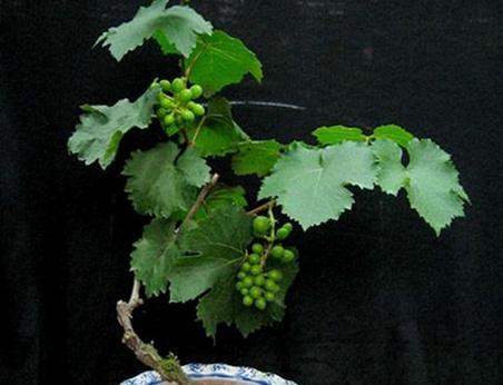 葡萄树是什么植物？如何正确种植和养护？