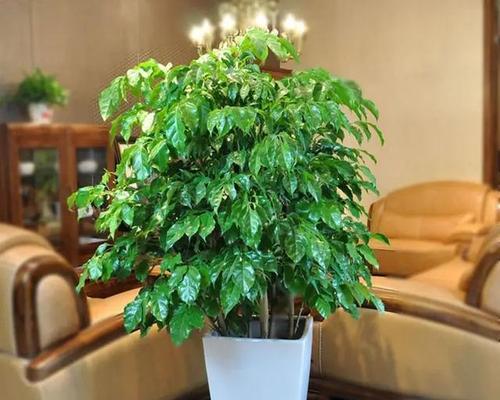 葡萄树喜阴还是喜阳光？如何正确种植葡萄树？