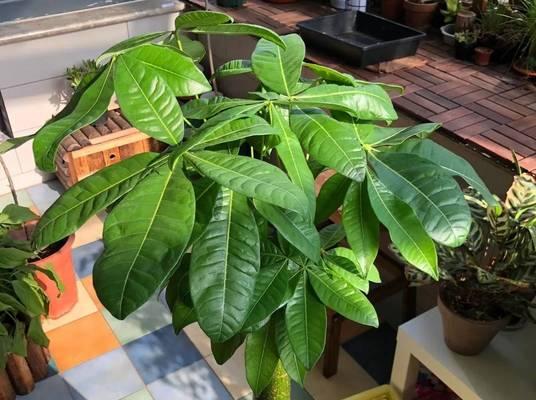 葡萄树喜阴还是喜阳光？如何正确种植葡萄树？