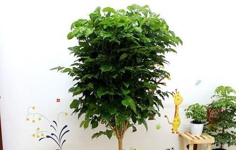 葡萄树是喜阴还是喜阳光？属于喜阳作物的特性是什么？