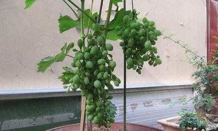 葡萄树要经常浇水吗？如何正确进行葡萄树的水分管理？