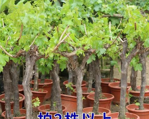 葡萄树用什么肥料好？如何根据生长阶段选择肥料？