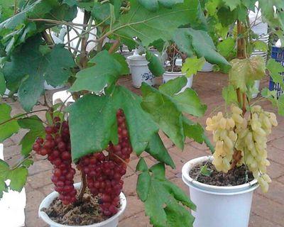 葡萄树栽几年结果实？如何正确管理以提前结果？