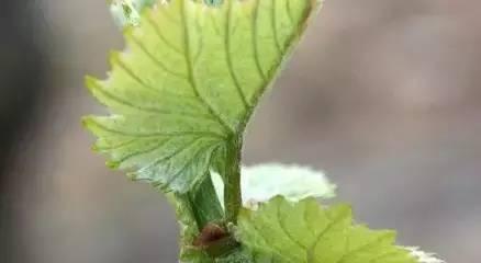 葡萄树冬季护理方法有哪些？如何确保来年丰收？