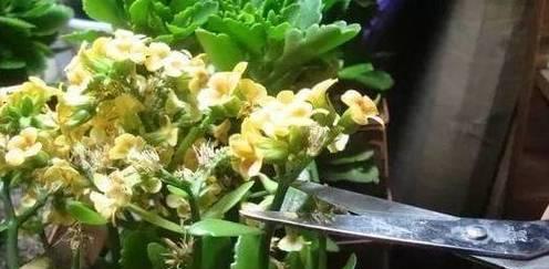 葡萄树何时摘心打顶效果最佳？具体操作步骤是什么？