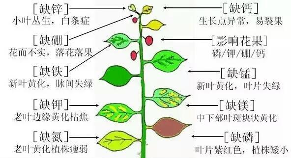 葡萄树何时摘心打顶效果最佳？具体操作步骤是什么？