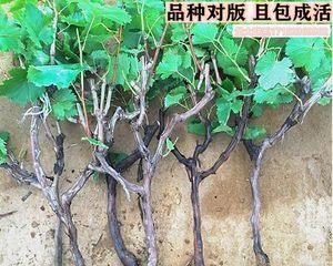 葡萄树种植间距是多少？如何确定最佳种植距离？