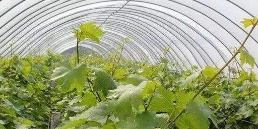 葡萄树种植的最佳时间和方法是什么？