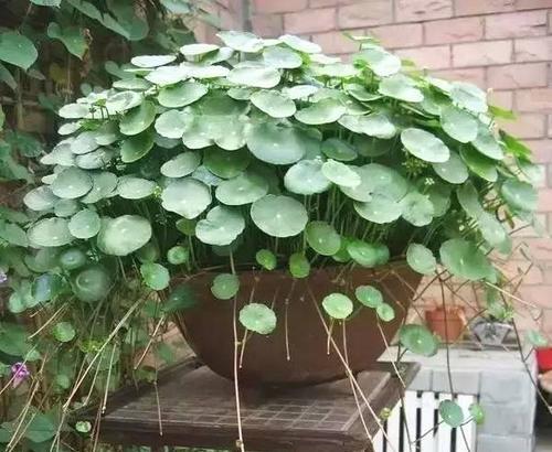 葡萄糖粉浇花的好处与注意事项是什么？