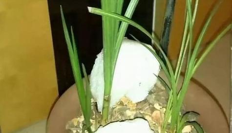 葡萄糖浇花的正确方法和常见问题解答？