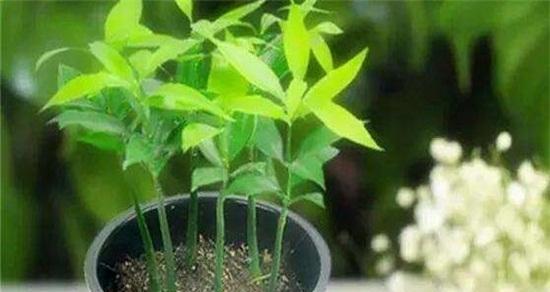 葡萄糖浇花的正确方法和常见问题解答？