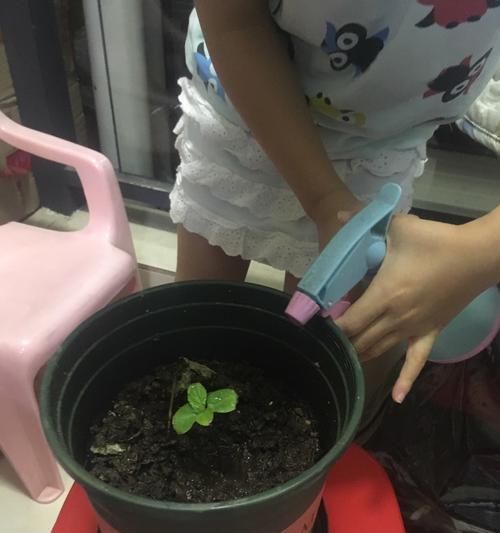 葡萄糖水浇花的好处与风险是什么？