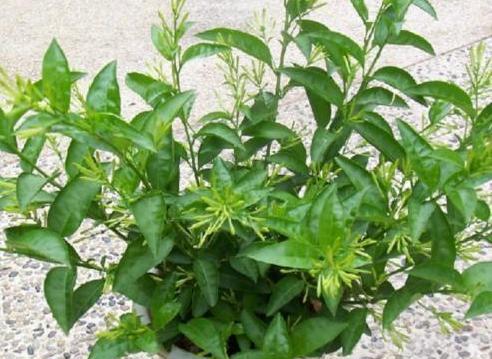 葡萄是喜阴植物还是喜阳光植物？种植时的光照需求解析？