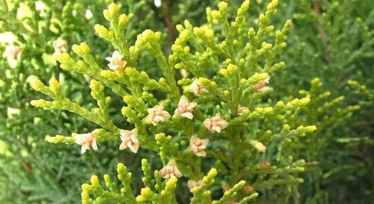 葡萄是喜阴植物还是喜阳光植物？种植时的光照需求解析？