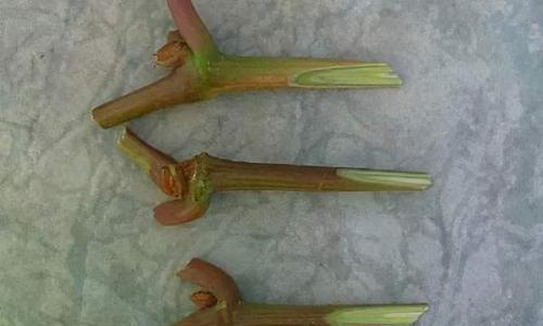 葡萄芽接的最佳时间是什么时候？采用哪些技术方法？