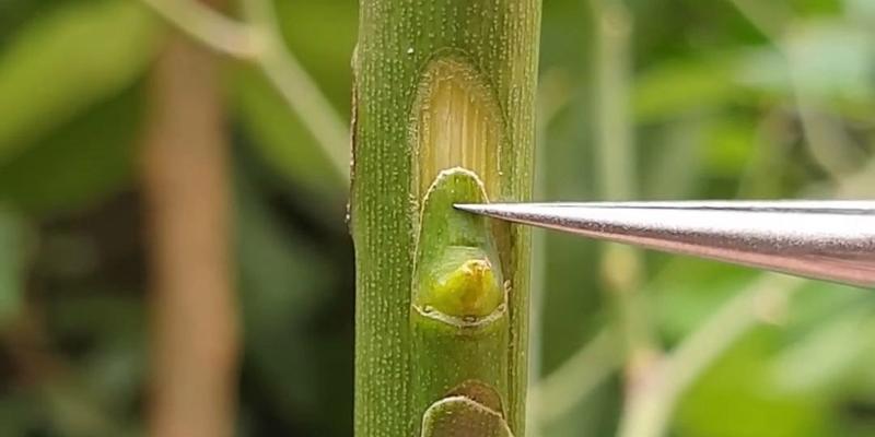 葡萄芽接的最佳时间是什么时候？采用哪些技术方法？