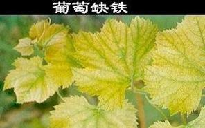 葡萄叶子发黄怎么办？如何有效防治？