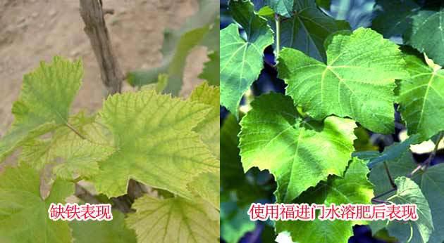 葡萄叶子发黄怎么办？如何有效防治？