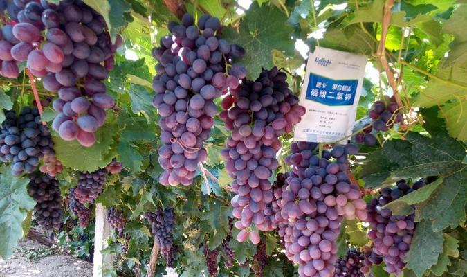 葡萄用什么肥料最好？如何根据生长阶段选择肥料？