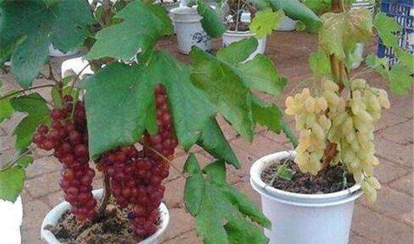 葡萄栽种方法和注意事项是什么？如何避免常见错误？