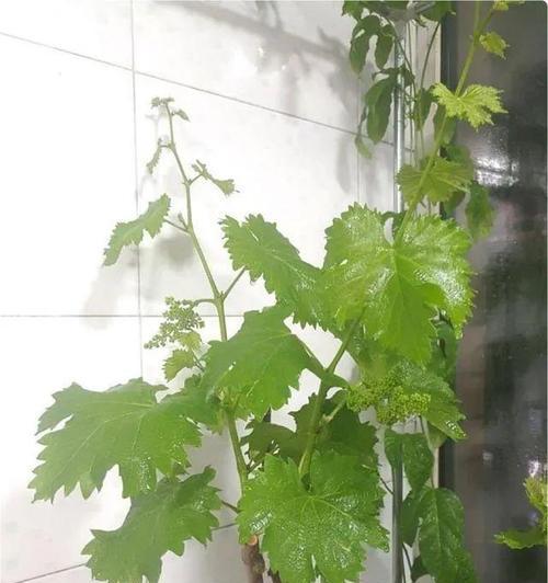 葡萄修剪的最佳方法是什么？修剪步骤和注意事项有哪些？
