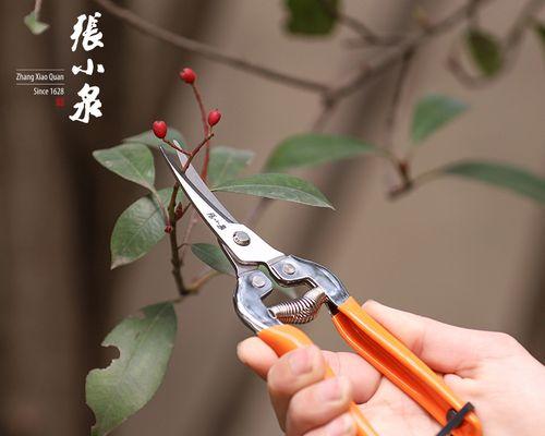 葡萄修剪的最佳方法是什么？修剪步骤和注意事项有哪些？