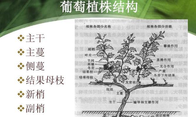葡萄摘心的最佳时间是什么时候？如何正确进行摘心操作？